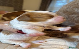 Cavalier King Charles Spaniel dogs for sale: KC reg Cavalier King Charles pups DNA clear - Advert 5