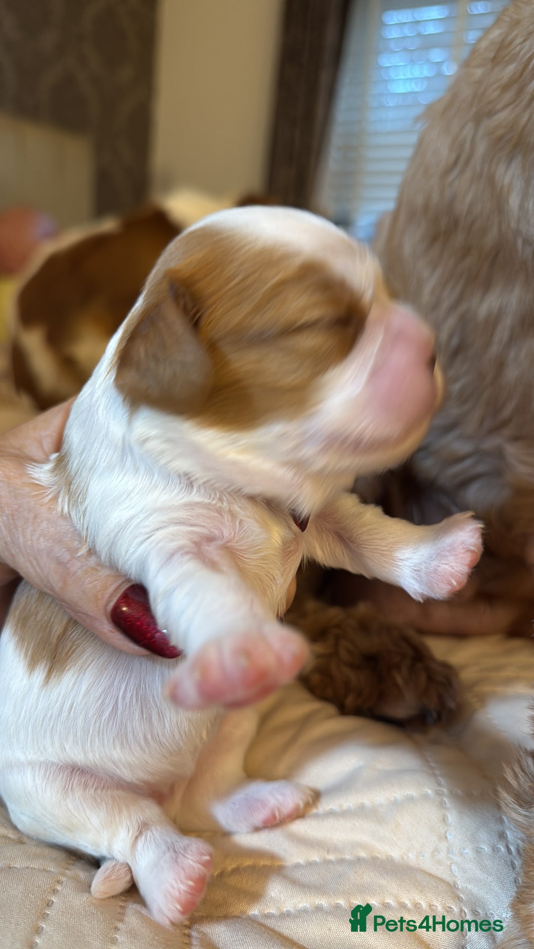 Cavalier King Charles Spaniel dogs for sale: KC reg Cavalier King Charles pups DNA clear - Advert 5