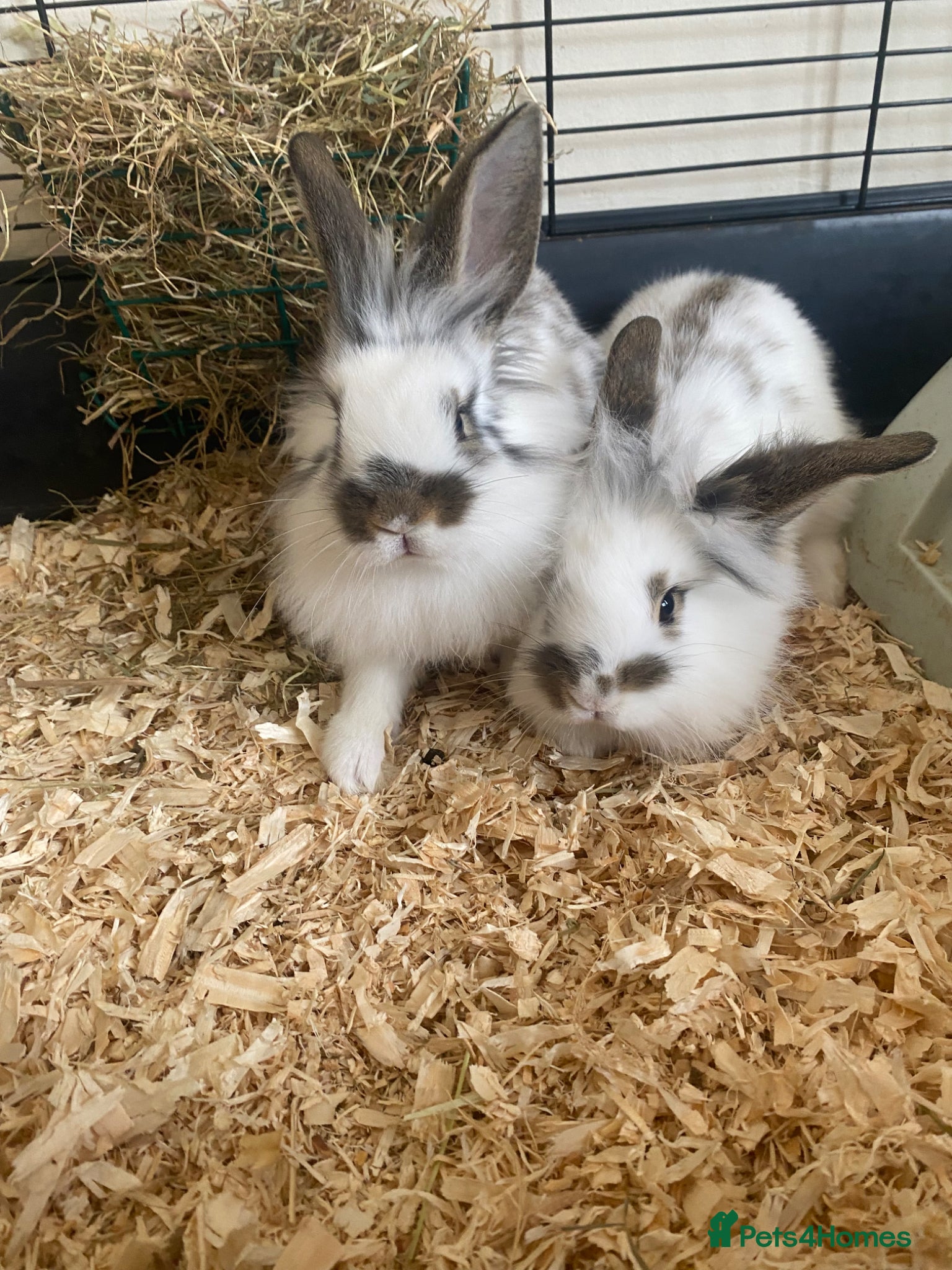 Lionhead rabbits Adorable Lionhead rabbits looking for Loving Homes - Advert 17