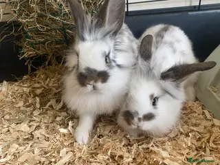 Lionhead rabbits Adorable Lionhead rabbits looking for Loving Homes - Advert 17