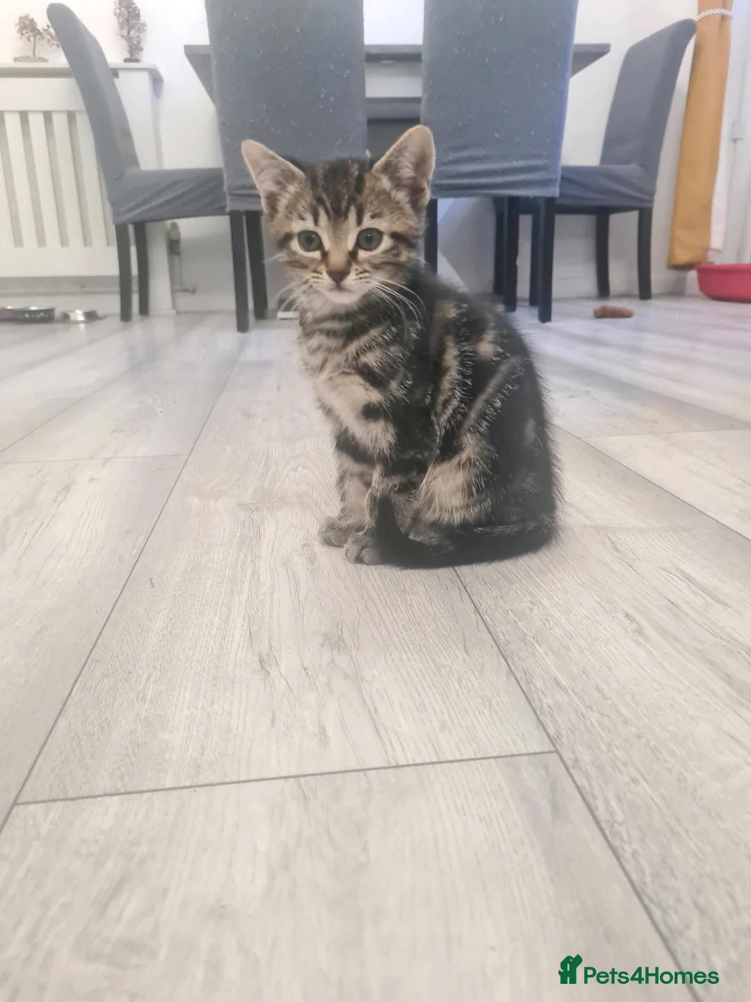 Mixed Breed cats for sale: 3 beautiful kittens  in Liverpool - Advert 22
