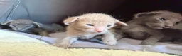 Siamese cats for sale: 🩵Lovely Siamese boys  - Advert 4