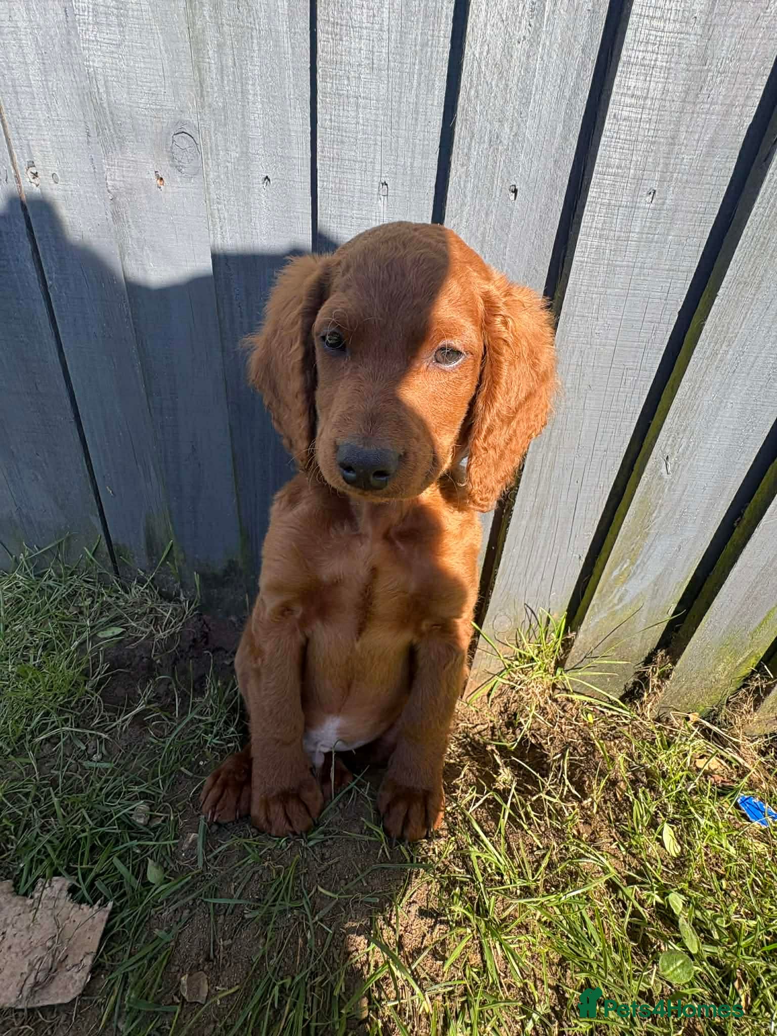 Cockapoo dogs Cockapoo puppies  - Advert 3