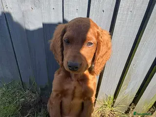 Cockapoo dogs Cockapoo puppies - Advert 3