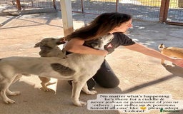 Mixed Breed dogs for adoption: Colonel, 5 yrs approx. Available for adoption  - Image 20