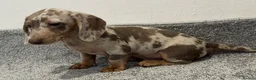 Miniature Dachshund dogs for sale: 💙Carry fluffy Isabella Mini Dachshund Puppies🐶❤️ - Advert 6