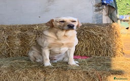 Borador dogs for sale: Collie cross Labrador  - Image 13