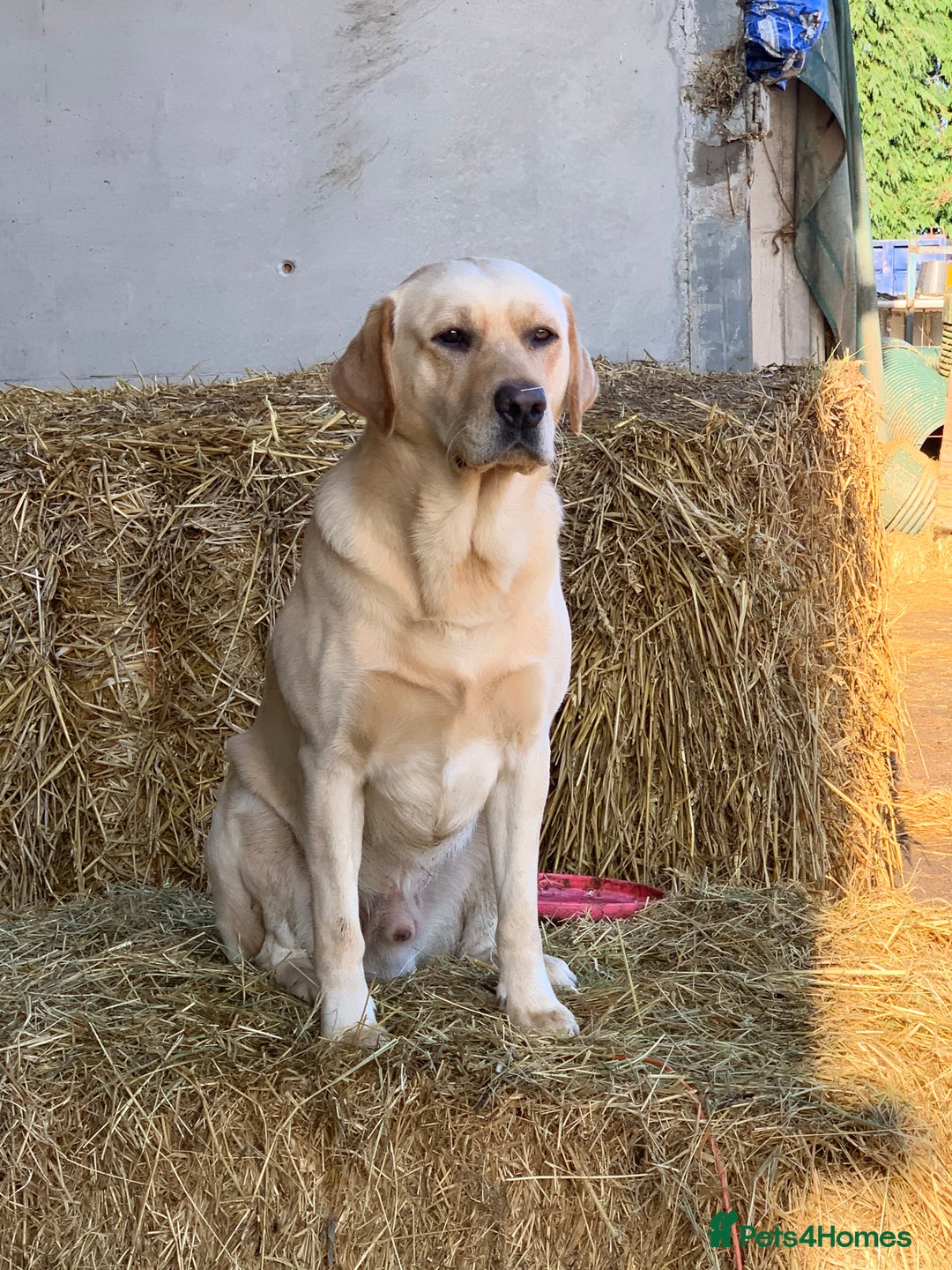 Borador dogs for sale: Collie cross Labrador  - Image 13