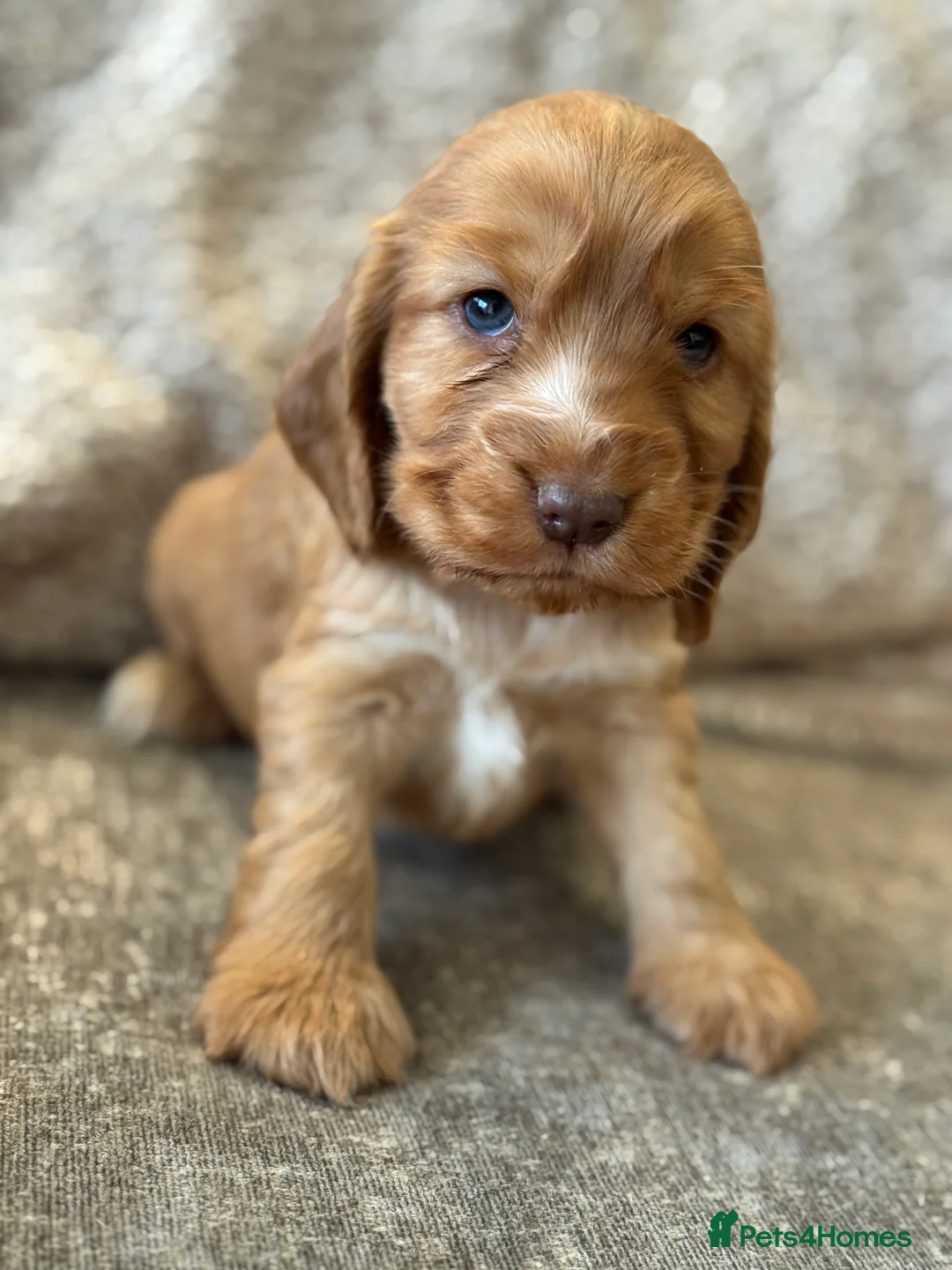 Cocker Spaniel dogs for sale: 100% SHOWTYPE COCKERS KC REGISTERED HEALTH TESTED  - Advert 11