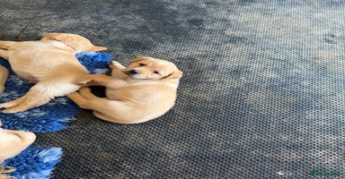 Labrador Retriever dogs - Advert 5