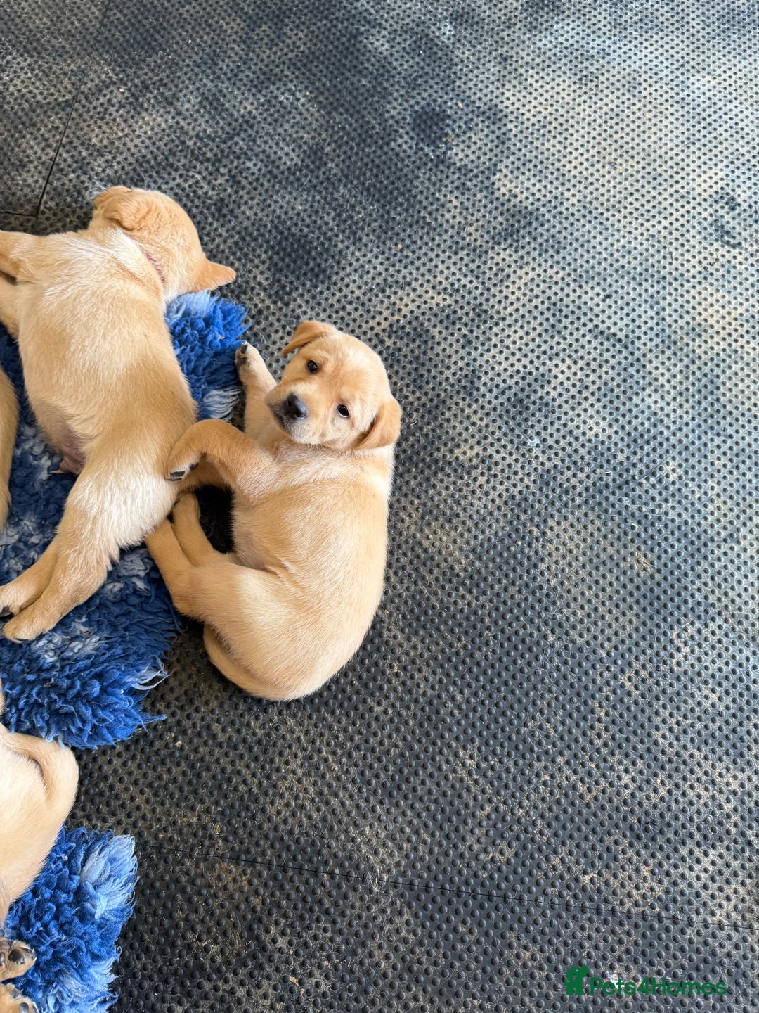 Labrador Retriever dogs for sale: Beautiful Red/Champagne Labrador puppies for sale. - Image 3