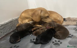 Miniature Dachshund dogs for sale: Minature Dachshunds beautiful puppies  - Image 3