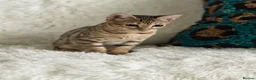Bengal cats for sale: Stunning beautiful bengal kittens  - Advert 3