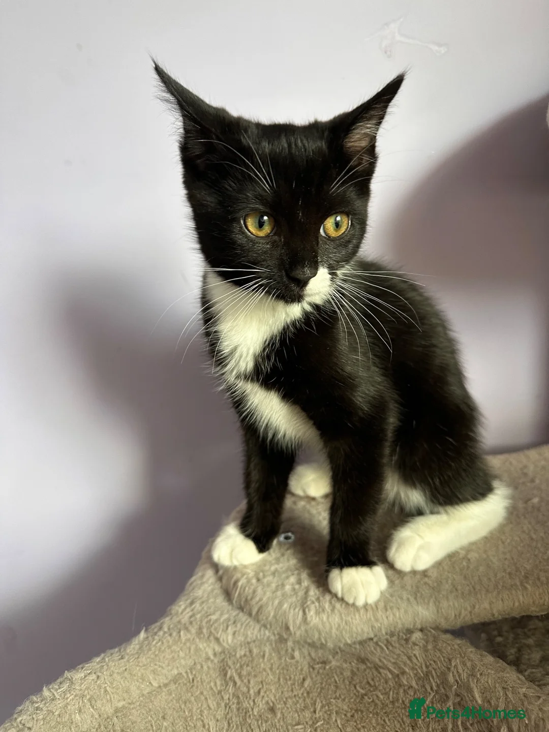 Ragdoll cats for sale: Beautiful Black & White Ragdoll Mix female Kitten - Advert 1