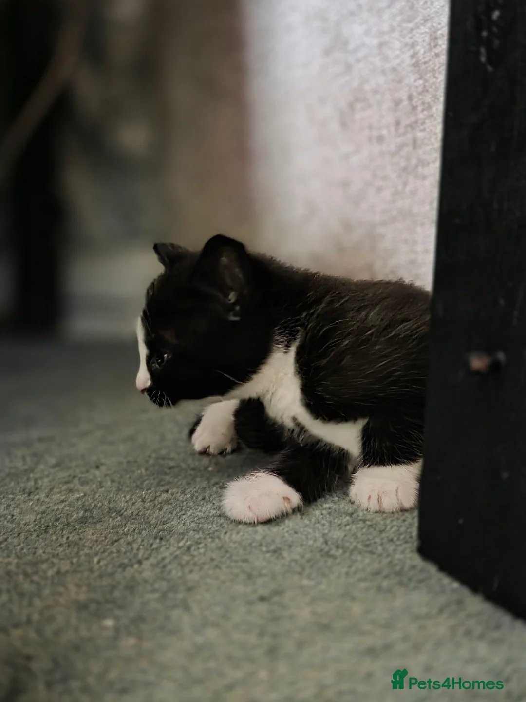 Mixed Breed cats for sale: 2 kittens - Advert 4