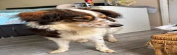 Mixed Breed dogs for adoption: Kori - Badersfield Norfolk  - Advert 12