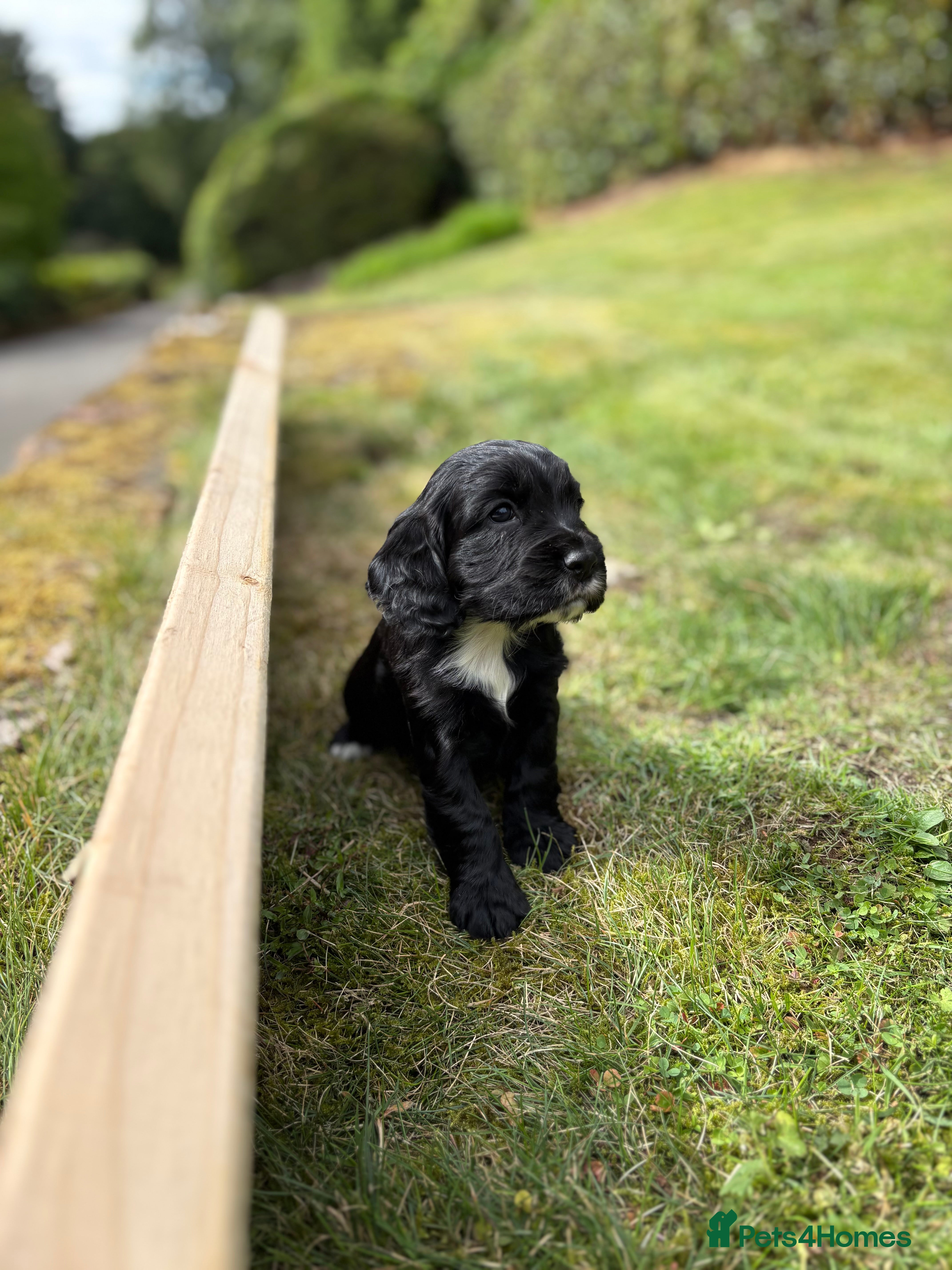 Cocker Spaniel dogs KC Registered Cocker Spaniels - Advert 2