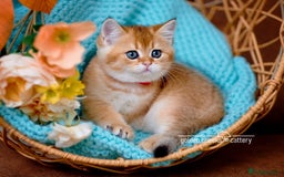 Scottish Fold cats for sale: Show Quality Scottish Kittens - Advert 11