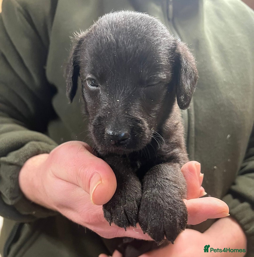 Mixed Breed dogs for sale: F1 Beddy whippets  - Advert 15