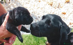 Labrador Retriever dogs for sale: KC Registered Black and Chocolate Labradors - Image 8