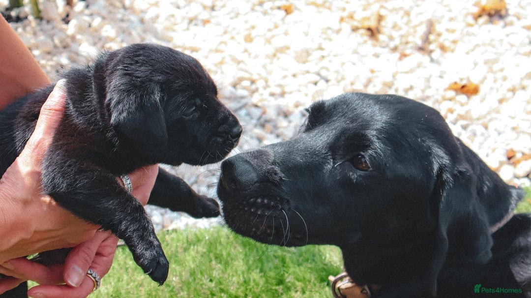 Labrador Retriever dogs for sale: KC Registered Black and Chocolate Labradors - Image 8