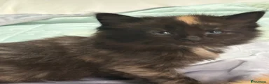 Maine Coon 3