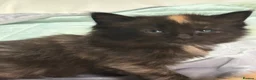 Maine Coon cats for sale: 6 beautiful half maincoons - Advert 6