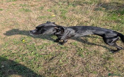 Boxer dogs for sale: Sealed Bridle Boxer Puppy - Image 5