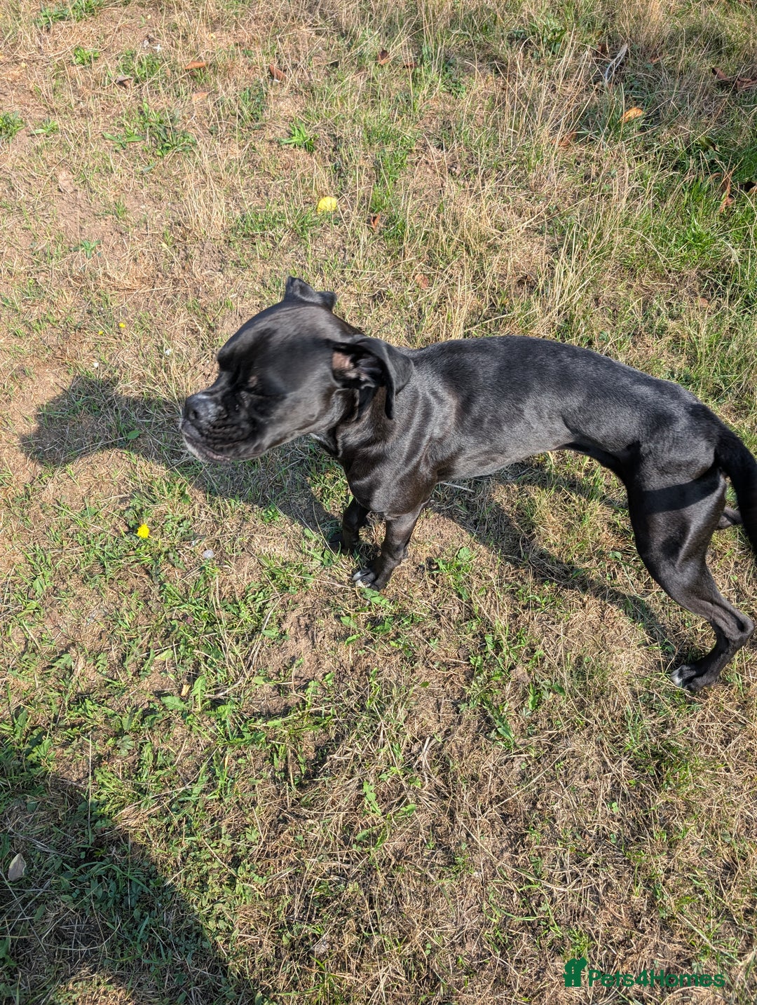Boxer dogs for sale: Sealed Bridle Boxer Puppy - Image 5