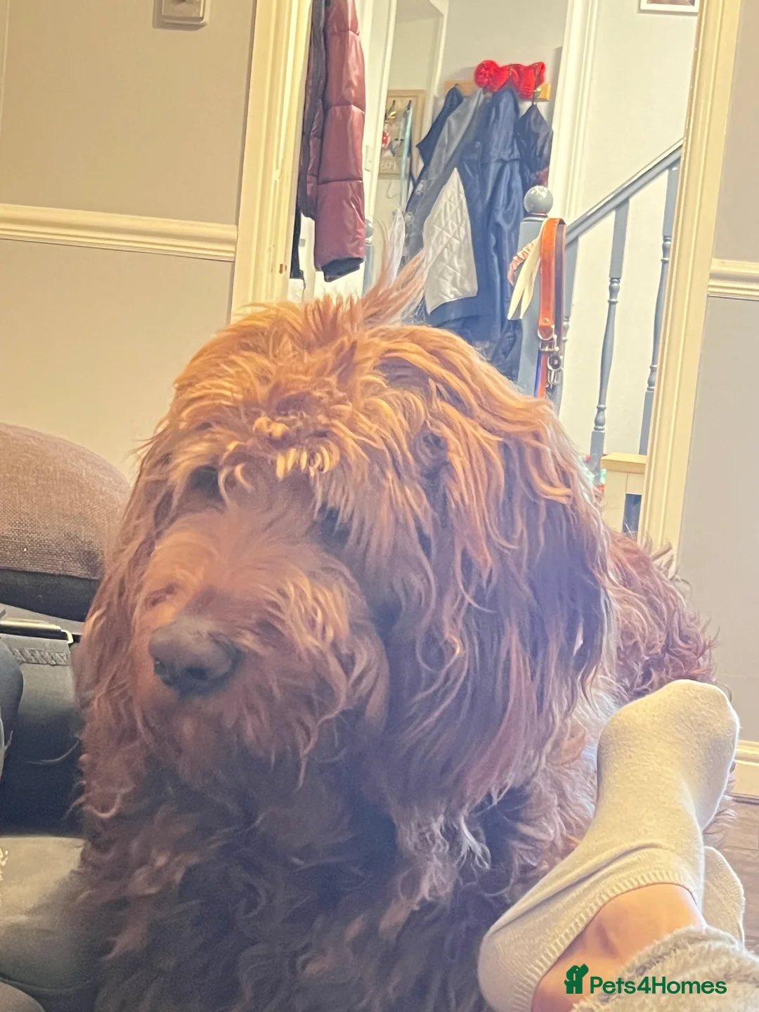 Goldendoodle dogs for stud: Gorgeous F1 Goldendoodle for Stud in Derby - Advert 22