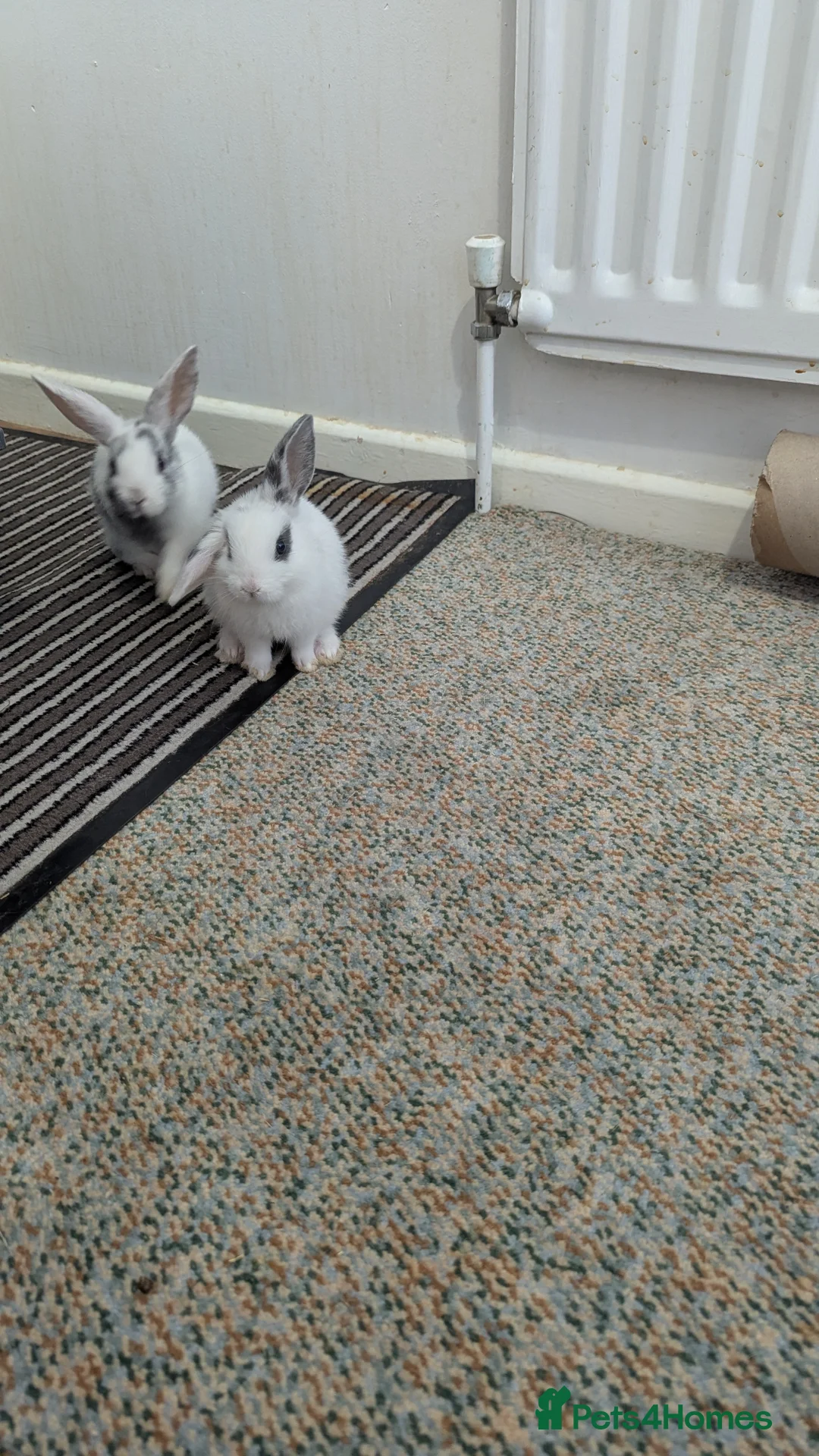 Mixed Breed rabbits for sale: 2 X Baby Rabbits (Lop) in Southampton - Advert 5