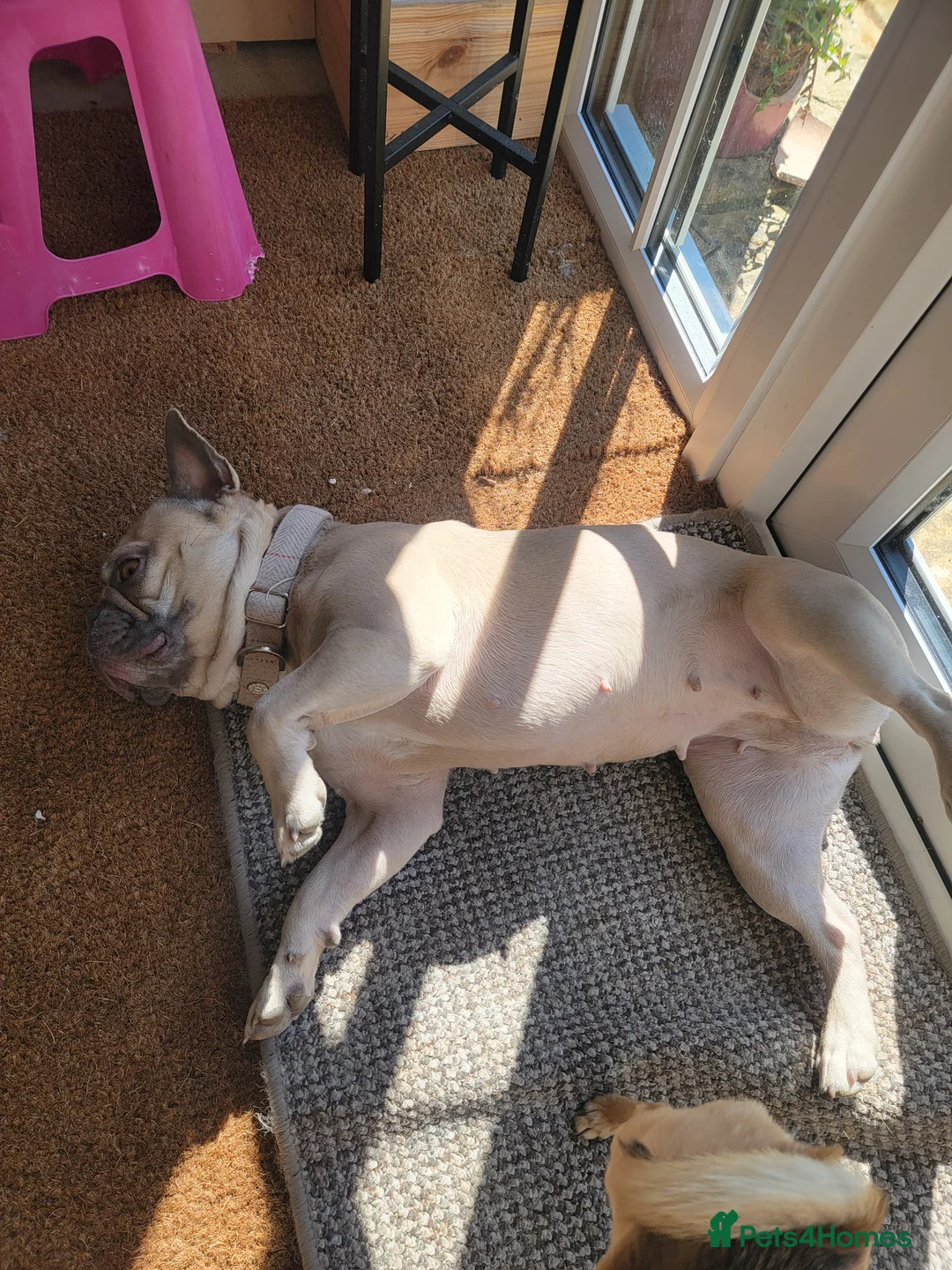 French Bulldog dogs for sale: beloved pet, devastating rehome in Saxmundham - Advert 4