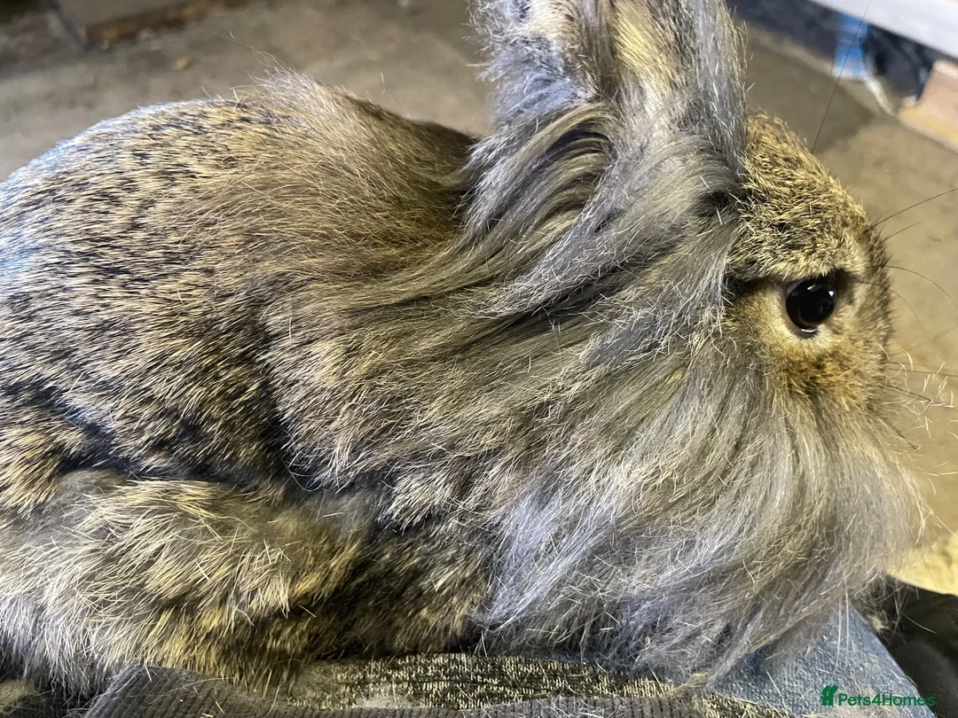 Lionhead rabbits for sale: Lion head bunny rabbit for sale - Advert 3