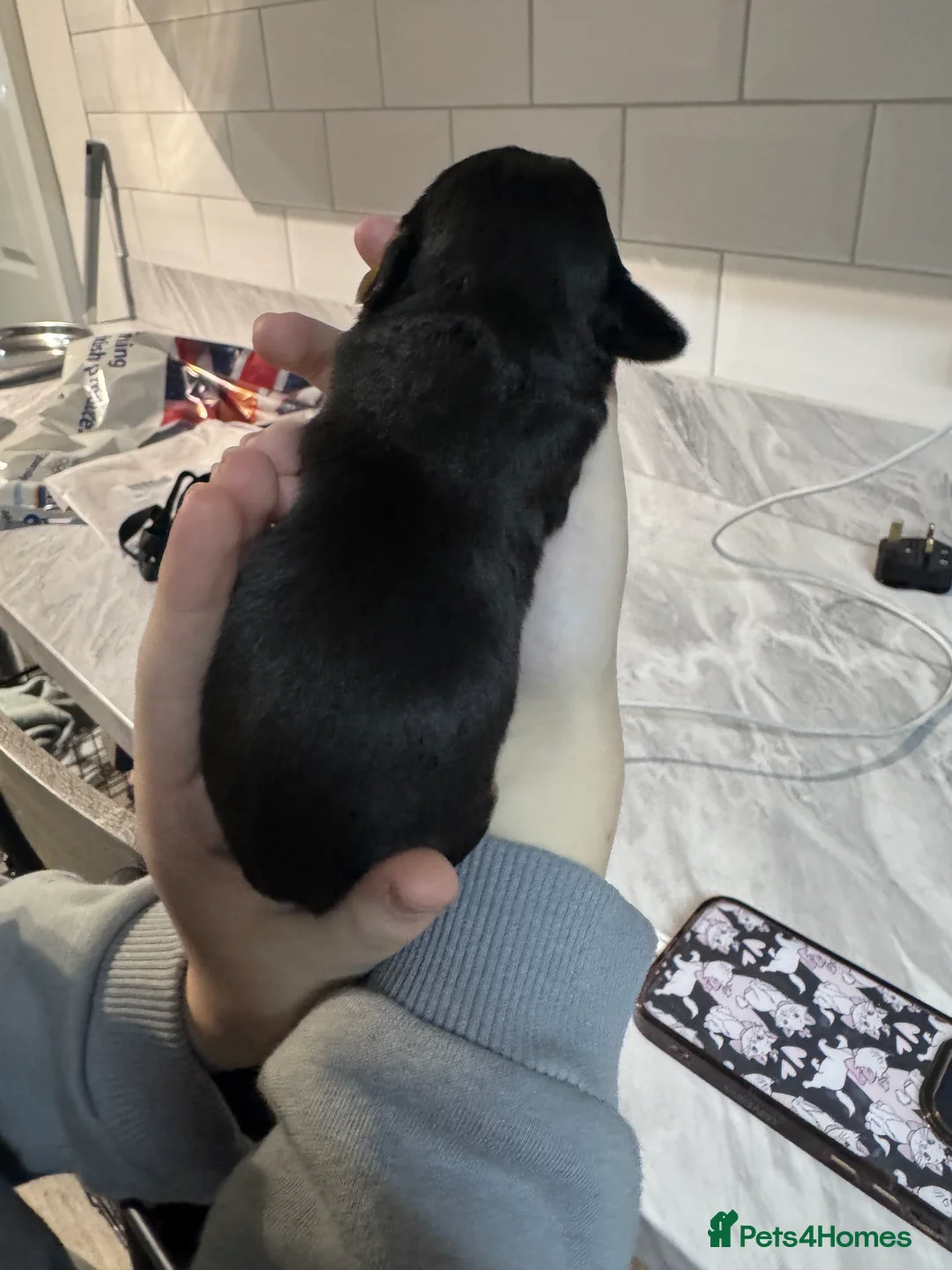 Doxiepoo dogs for sale: Beautiful doxipoo baby’s  - Advert 20