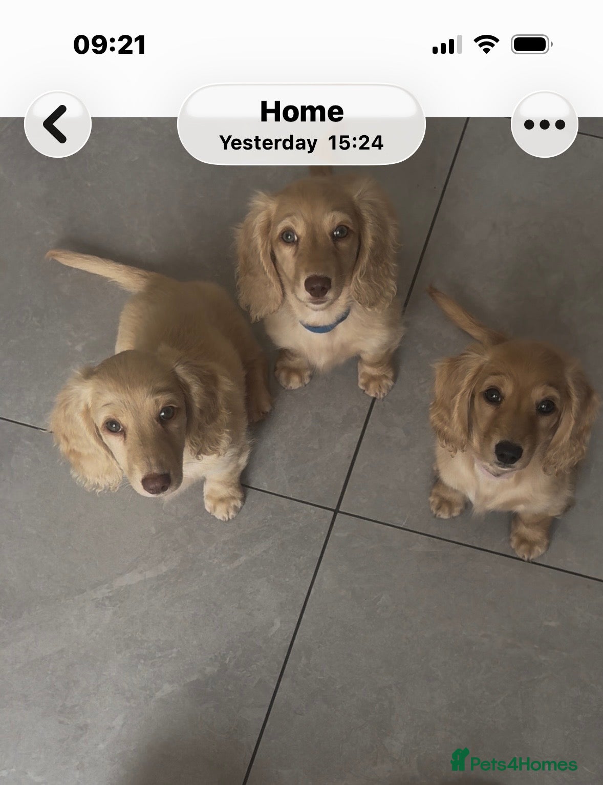 Miniature Dachshund dogs Pure cream long haired mini dachshunds - Advert 2