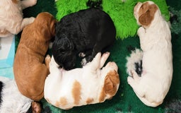 Mixed Breed dogs for sale: Stunning health tested sprollie x cocker  - Image 16
