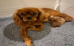 Cavapoo dogs for sale: Beautiful purebred Cavapoo Puppies - Image 24