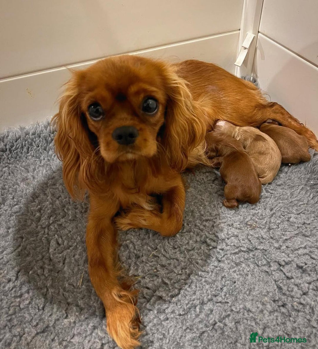 Cavapoo dogs for sale: Beautiful purebred Cavapoo Puppies - Image 24