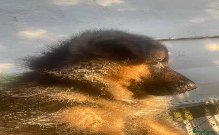 German Shepherd dogs German shepherd puppies kc registered - FEMALE - Advert 8