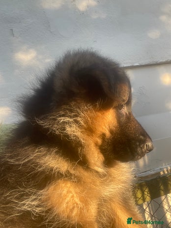German Shepherd dogs German shepherd puppies kc registered - FEMALE - Advert 8