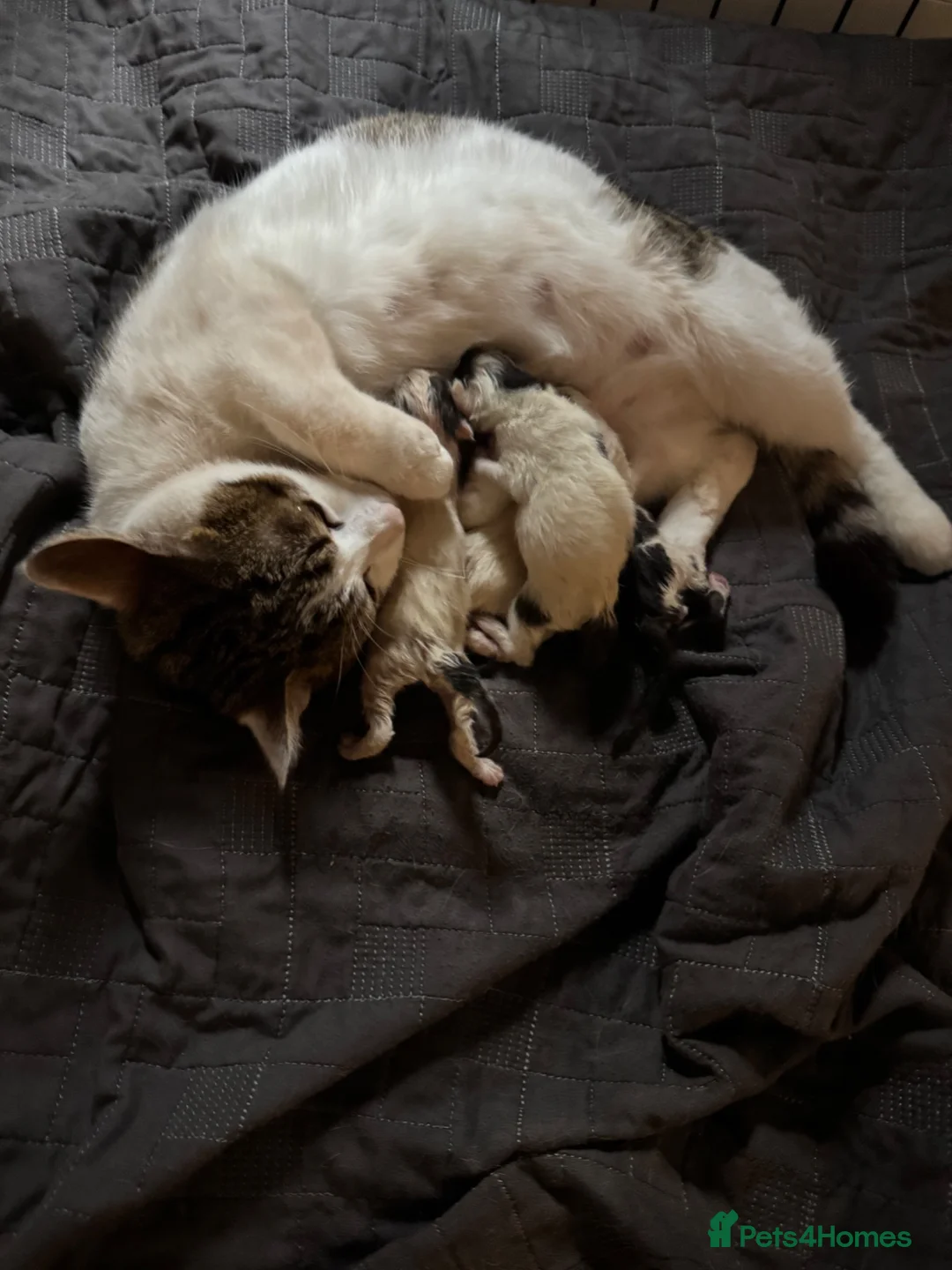 Domestic Shorthair cats for sale: domestic shorthair female  in Worksop - Advert 6