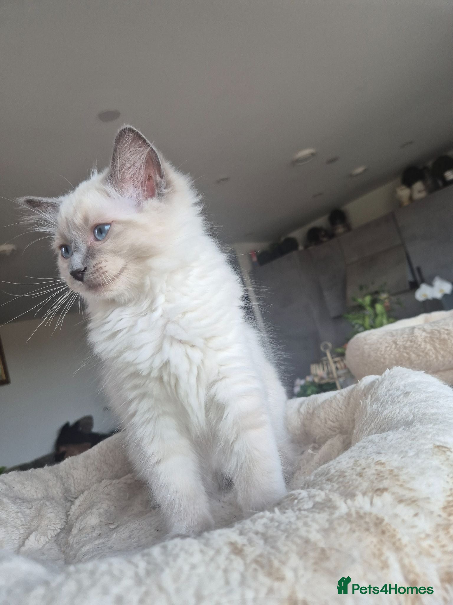 Ragdoll cats 2 Beautiful GCCF & TICA Ragdoll Kittens Left 💕  - Advert 2