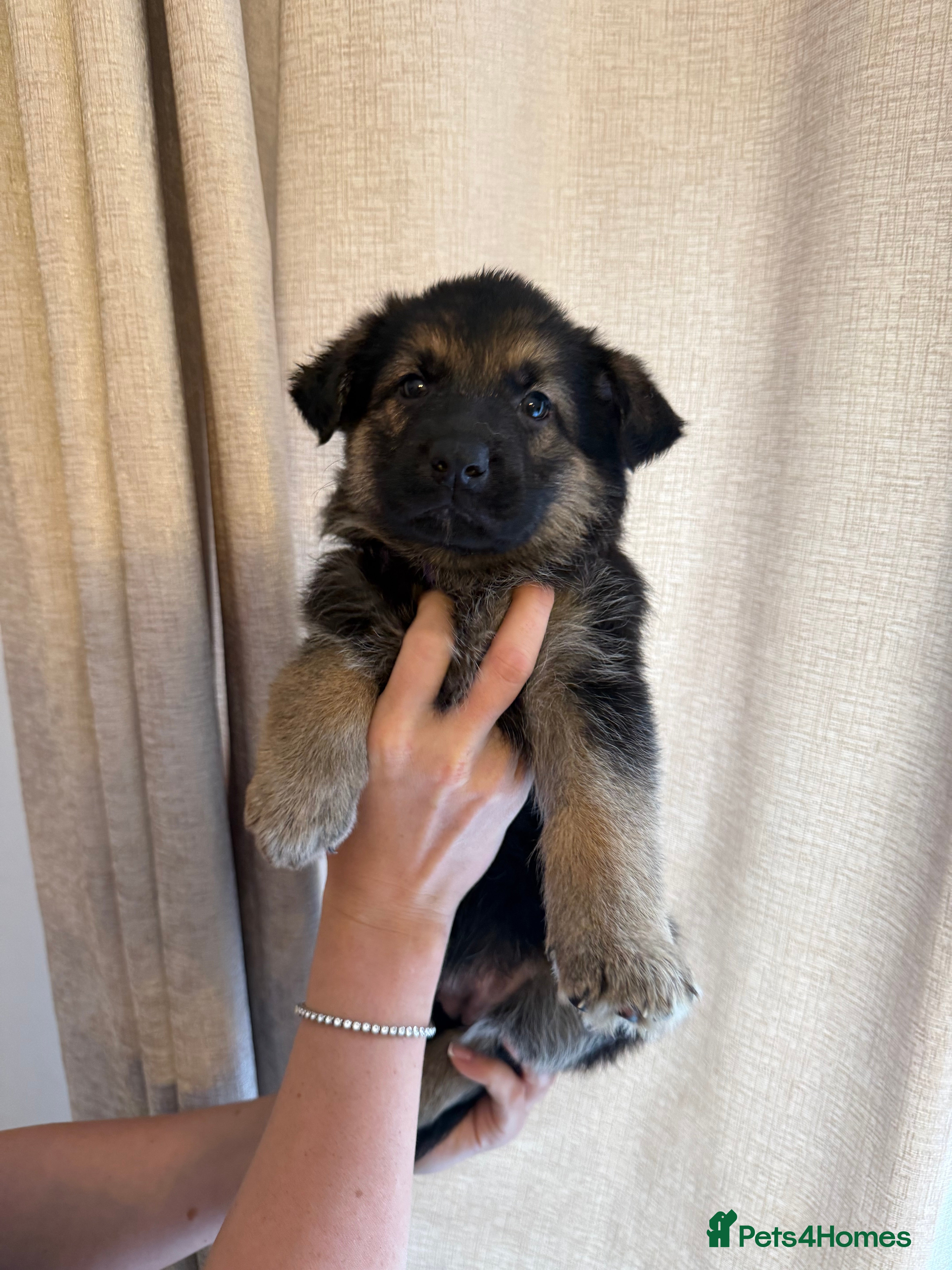 German Shepherd dogs German Shepherd Puppies - Advert 6