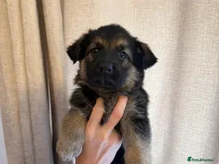 German Shepherd dogs German Shepherd Puppies - Advert 6
