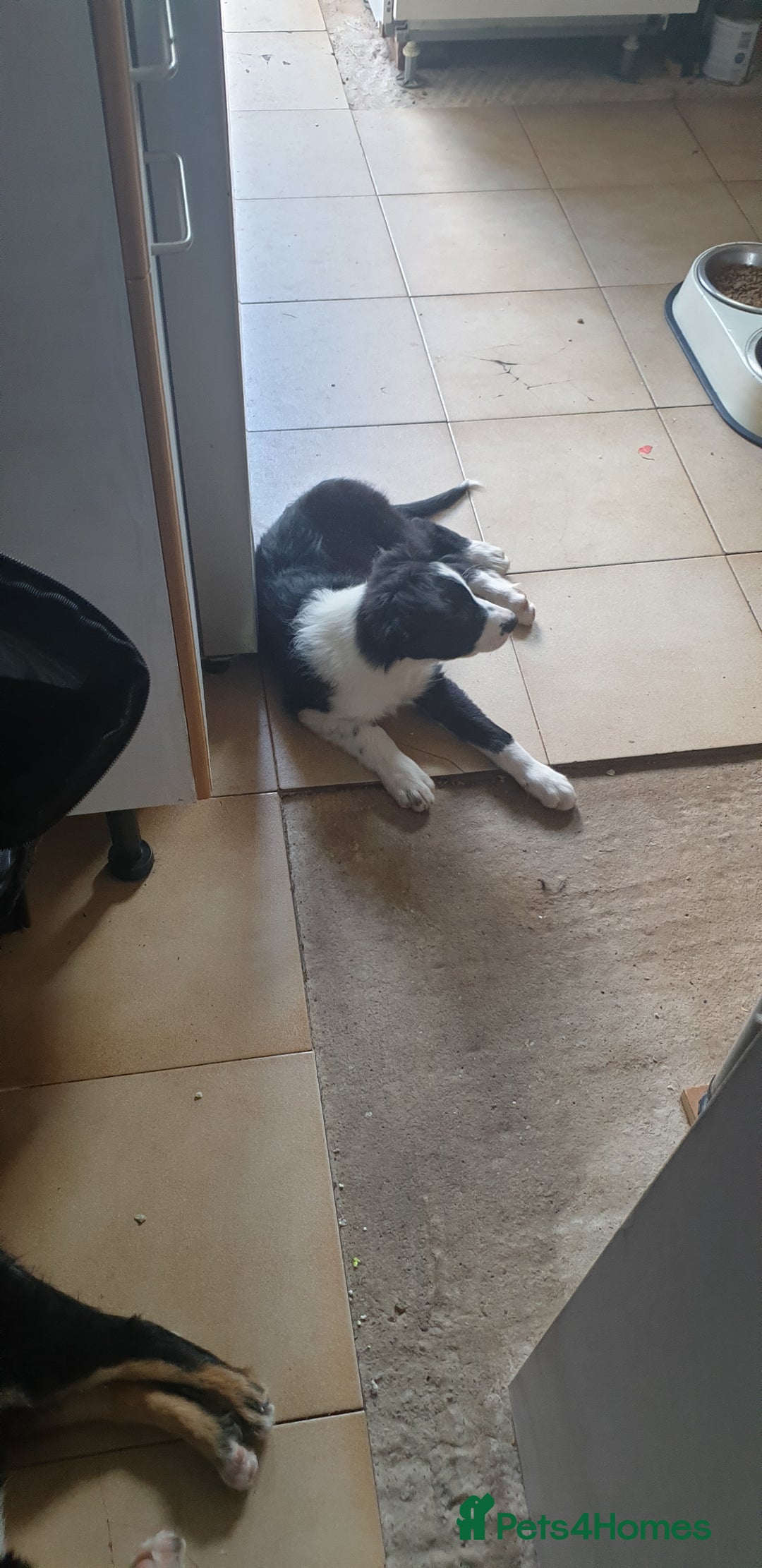 Border Collie dogs for sale: Male and female looking for loving home - Advert 3