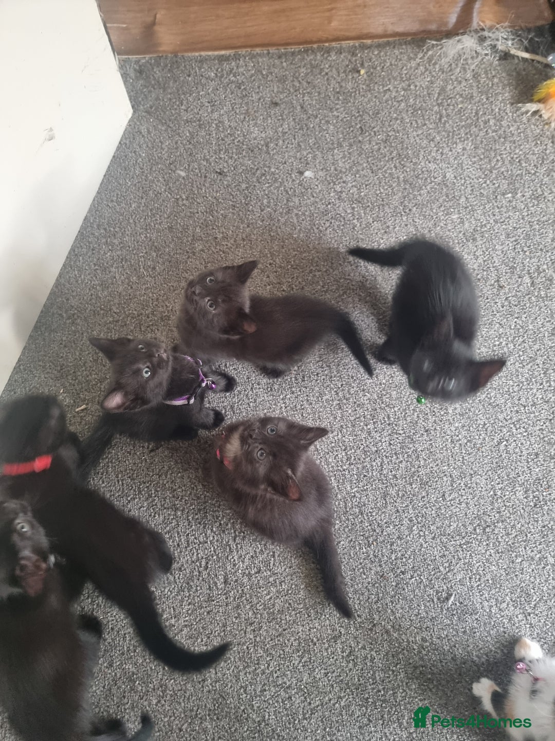 Domestic Shorthair cats for sale: 3 black kittens  - Image 1