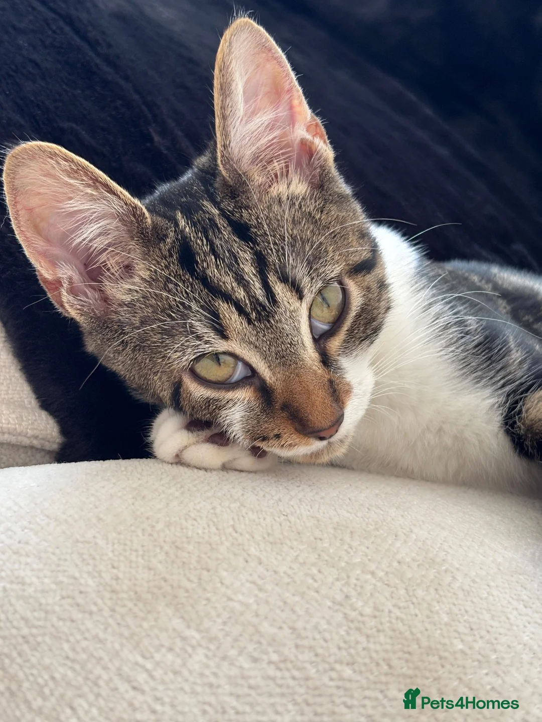 Domestic Shorthair cats for sale: 6 month old kitten looking for her forever home - Advert 6