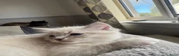 Ragdoll cats for sale: Spectacular lynx ragdoll kittens (2 boys) - Advert 5