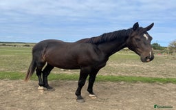 British Warmblood horses for sale: 2 year old Elite warmblood gelding  - Image 1