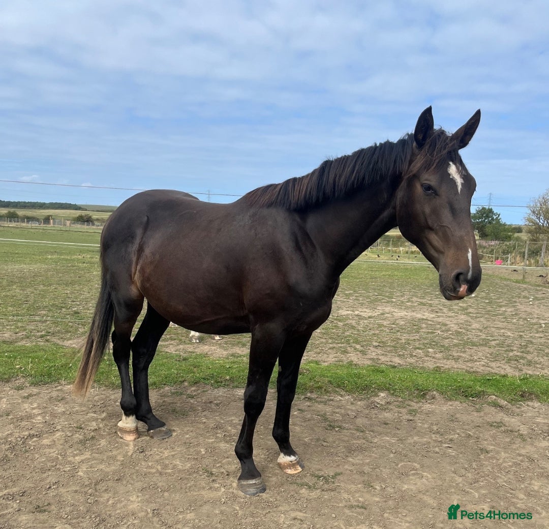 British Warmblood horses for sale: 2 year old Elite warmblood gelding  - Image 1